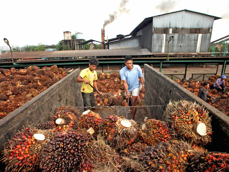 Palm oil factory pictures