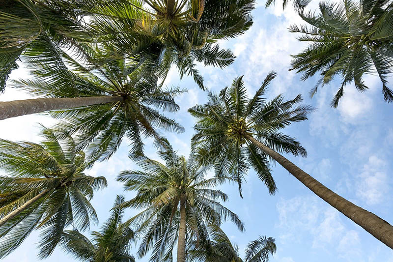 The Process of Producing Palm Oil